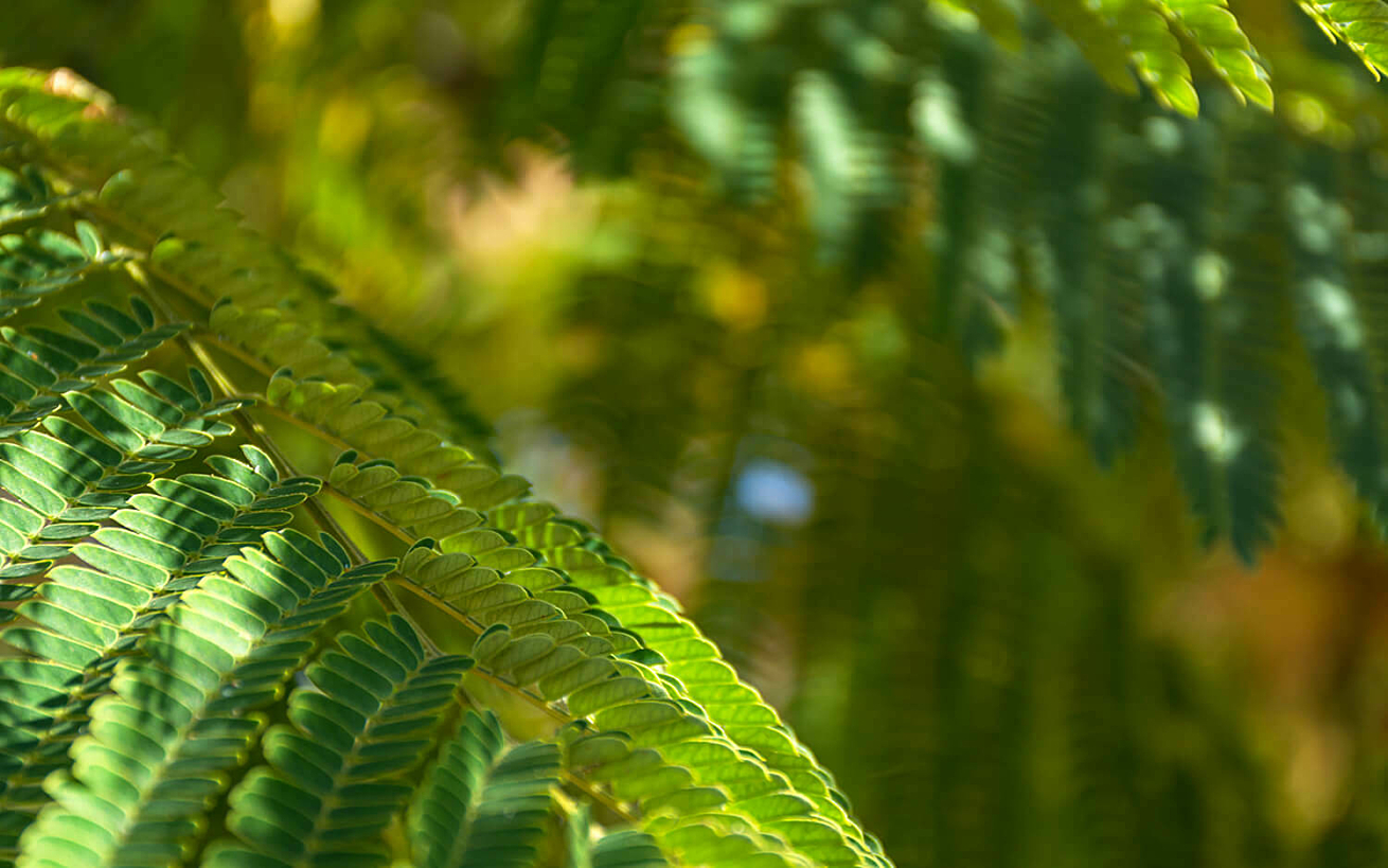 Lush green rainforest leaves