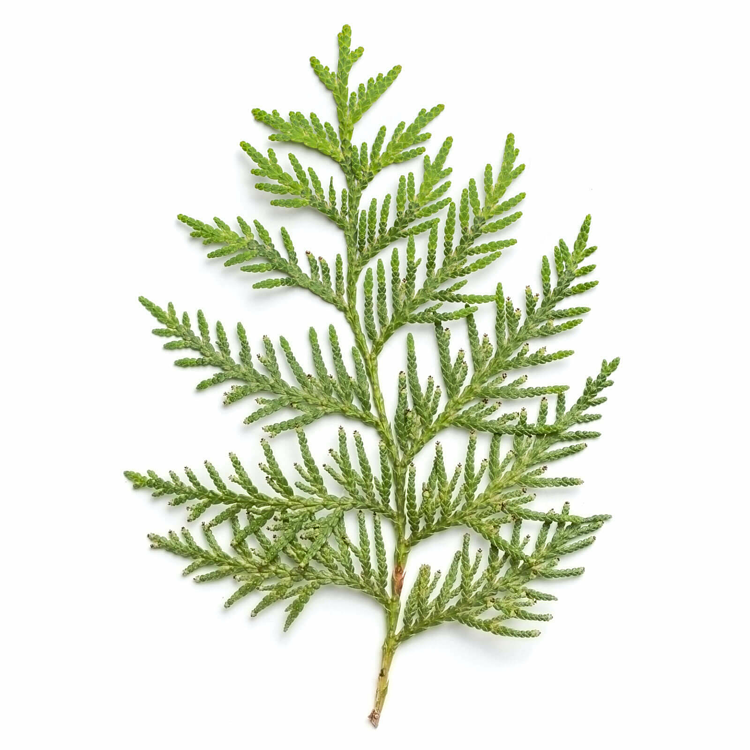 Cedar sprig