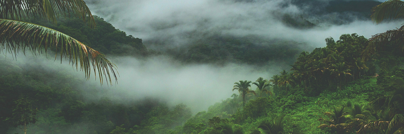 Misty rainforest valley