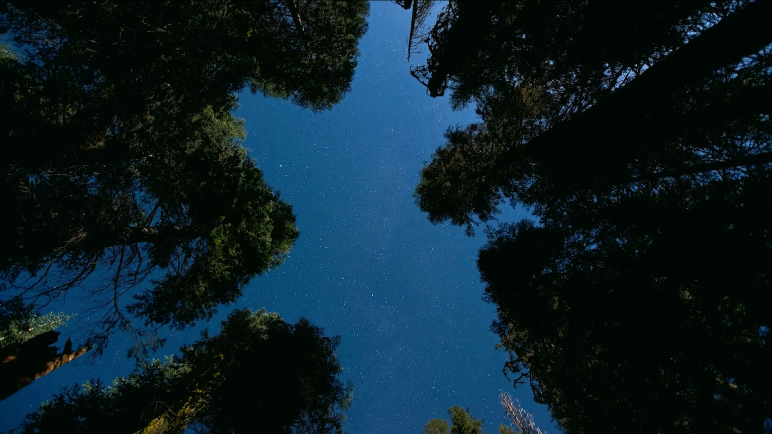 View of the night sky looking up through trees