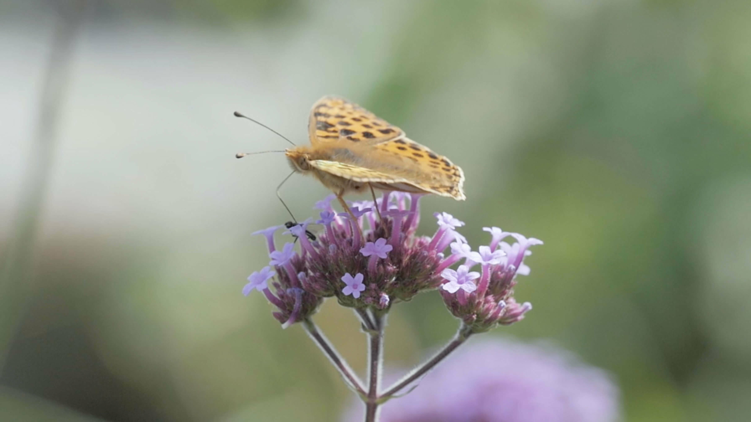 Yellow butterfly standing on purple wild color flower